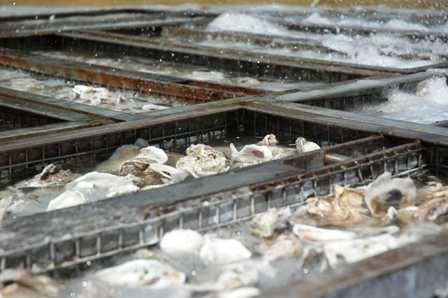hatchery tour 6