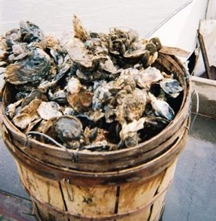 blue bushel oysters crab oyster crabs