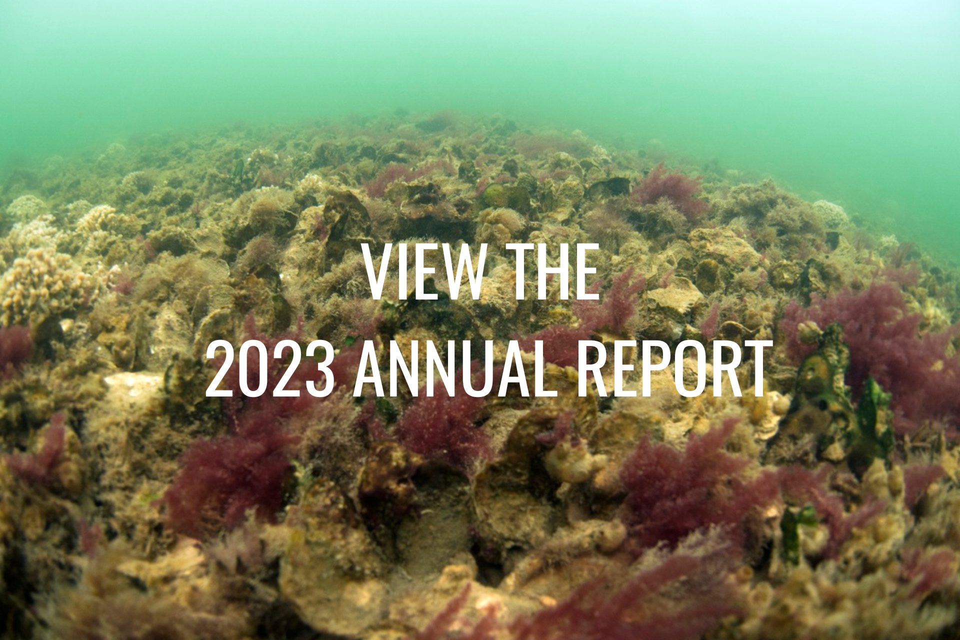 VIEW THE 2023 ANNUAL REPORT (1280)