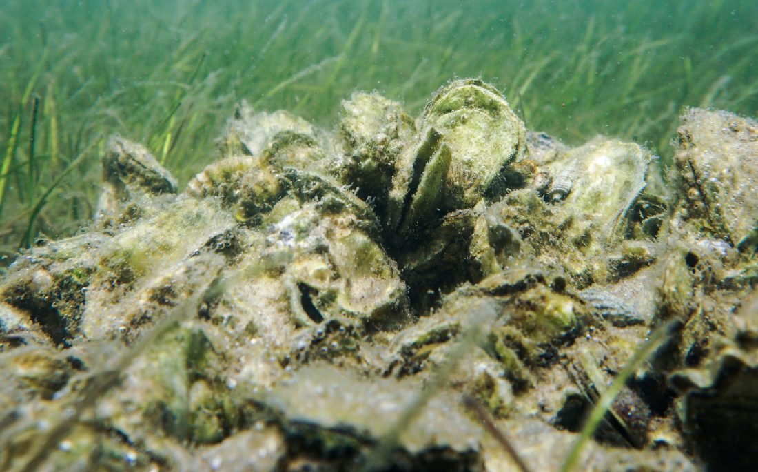 Oysters underwater with seagrass in background