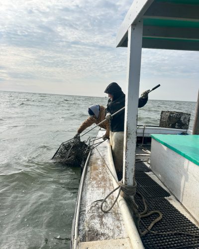 Watermen pull derelict crab pot from water with grappling hook