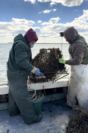 Watermen on boat pull up derelict crab pot
