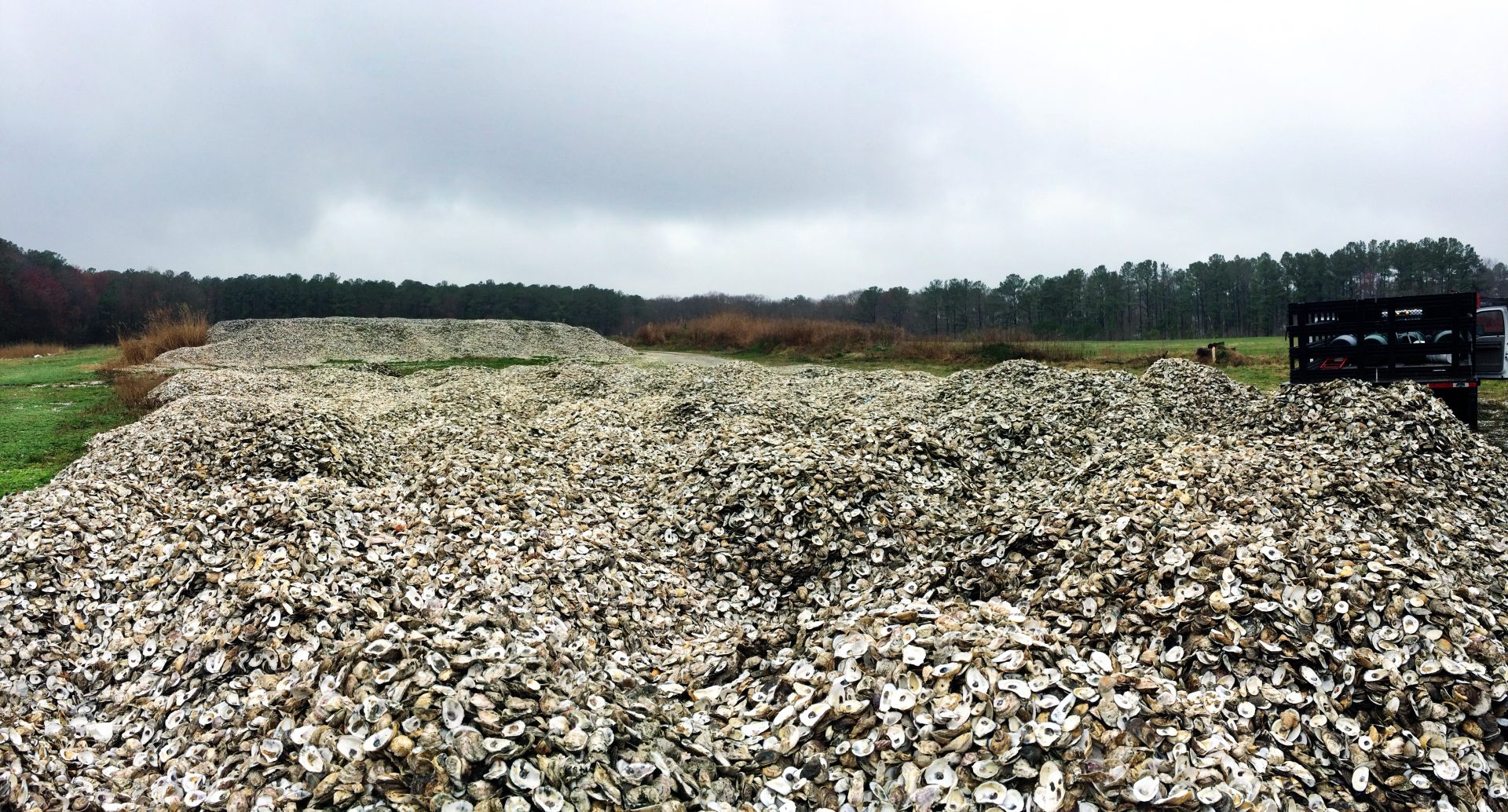 3 - ORP Shell Pile in Graysonville MD where collected shell sits for one year to age
