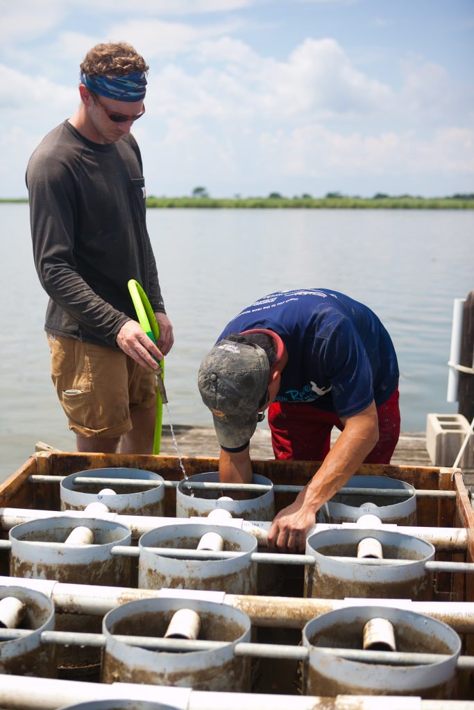 Oyster Aquaculture Oyster Recovery Partnership
