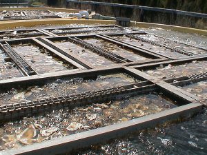 Oyster shells submerged in setting tanks
